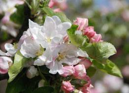 Fleur de pommier Ardèche